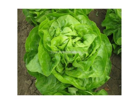 Салата маслена глава/ Sotalis / Bejo - 5000 пелети