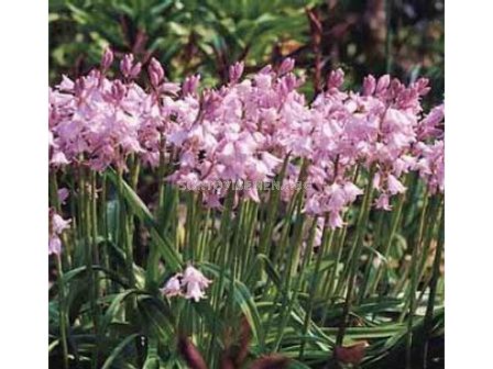 Лъжезюмбюл розов /Hyacinthoides Hisp. Pink/ 1 оп-8 бр