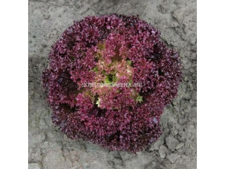 Салата лоло / Spectation / Bejo - кутия 10 броя х 5000 семена