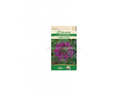СК КЛЕОМЕ CHERRY QUEEN, CLEOME - 1