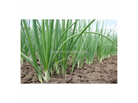 СК СЕМЕНА ЗЕЛЕН ЛУК БЯЛ ЛИСАБОН/ OW ONION SPRING WITTE VAN LISSABON SK - 2