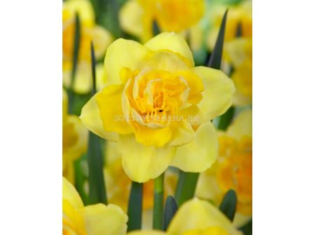 Нарцис/ DOUBLE NARCISSUS Spring Paradise - 1 бр.
