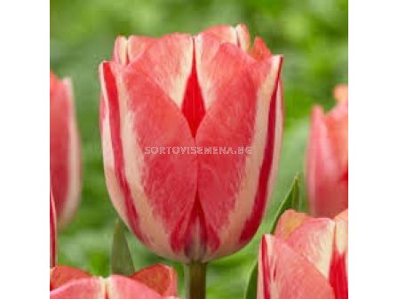 Лале/ Tulip triumph Spryng Break - 1 бр.