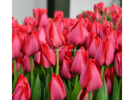 Лале/ Tulip triumph Spryng Tide - 1 бр.