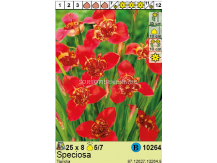 Тигридия Speciosa - 1 опаковка - 8 броя