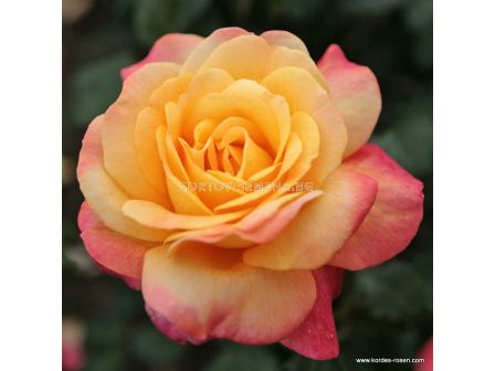 Роза Speelwark - 1 брой - 1