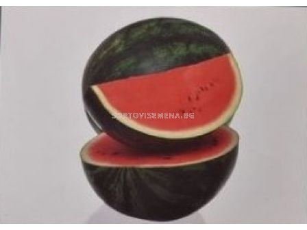 Семена дини Сплендър/ WATERMELON SPLENDOR - 500 семена