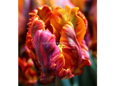Лале (Tulip) Parrot Blumex Favourite 