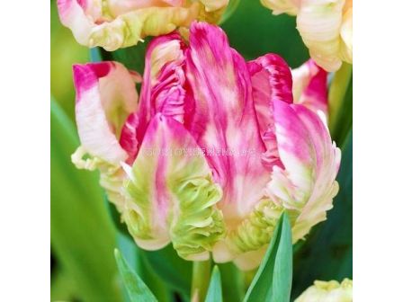 Лале Weber's Parrot Pink 1 бр