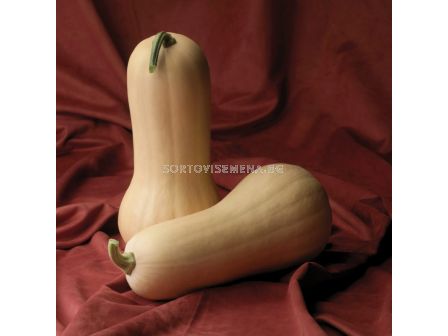 Семена тиква АТЛАС -  8 семена