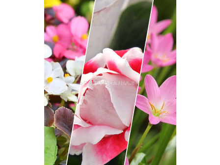 ПРОМОЦИЯ! 10 бр. Бегонии (микс) + 10 бр. Глоксинии (микс) + 20 бр. Хабрантус (микс)