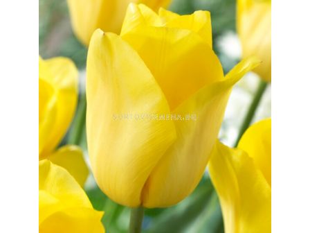 Лале /Tulip Strong Gold 11/12
