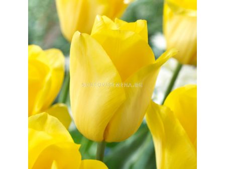 Лале/ Tulips triumph Strong Gold - 1 бр.
