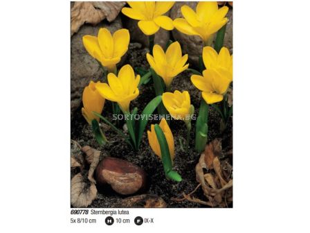 Щернбергия/ Sternbergia lutea - Пакет: 1 оп. - 5 бр.