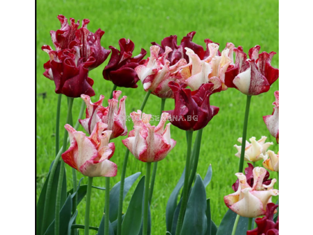 Лале/ Tulip coronet Striped Crown - 1 бр.