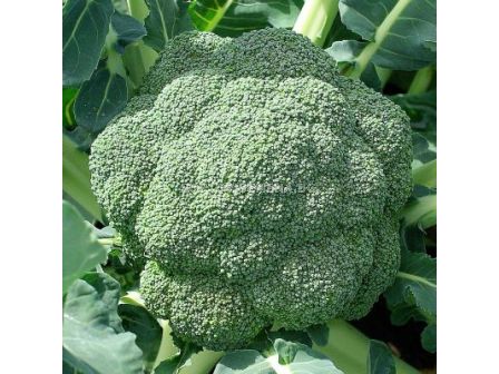 Семена броколи СТРОМБОЛИ - 2500 с.