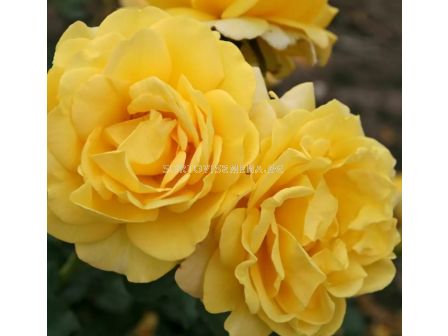 Роза Sunmaid (роза флорибунда) - Kordes- 1 брой - 5