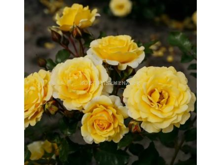 Роза Sunmaid (роза флорибунда) - Kordes- 1 брой - 8