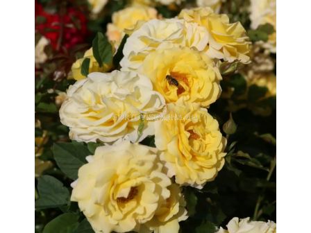 Роза Sunmaid (роза флорибунда) - Kordes- 1 брой - 7