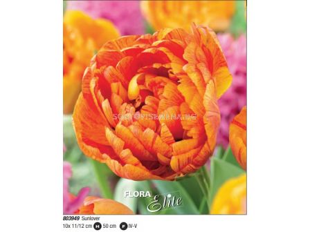 Лале/ Tulipa double early Sunlover - Пакет: 1 оп. - 10 бр.