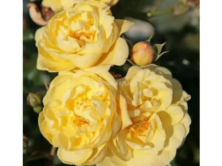 Роза Sunny Rose (Малка храстова роза) - Kordes - 1 брой - 1