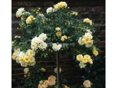 Роза Sunny Rose (Малка храстова роза) - Kordes - 1 брой - 4