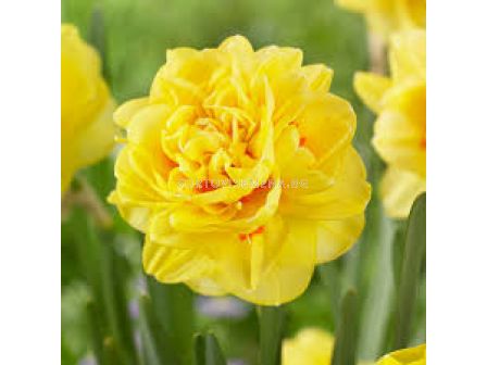 Нарцис/ Narcissi double 'Sunny Day - 1 бр.