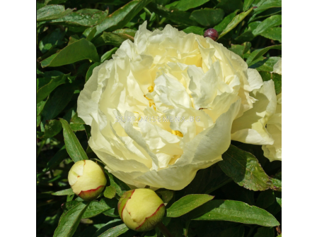 Божур Paeonia sunny girl/- много едър и променящ се цвят/ Peony - 1 бр.