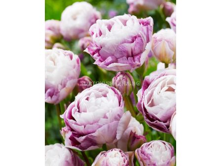 Лале/ Tulipa Double Surprise - 1 бр.