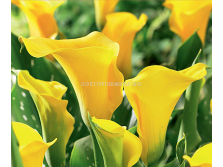 Кала Summer Bright - 1 брой