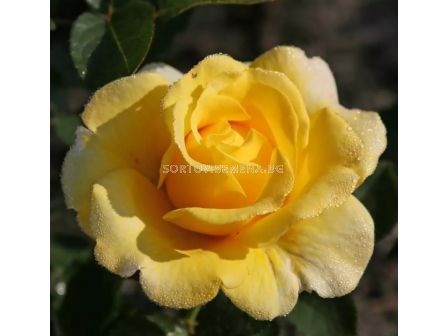 Роза Sunmaid (роза флорибунда) - Kordes- 1 брой - 1