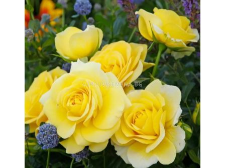 Роза Sunmaid (роза флорибунда) - Kordes- 1 брой - 2