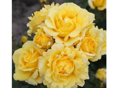 Роза Sunmaid (роза флорибунда) - Kordes- 1 брой - 4