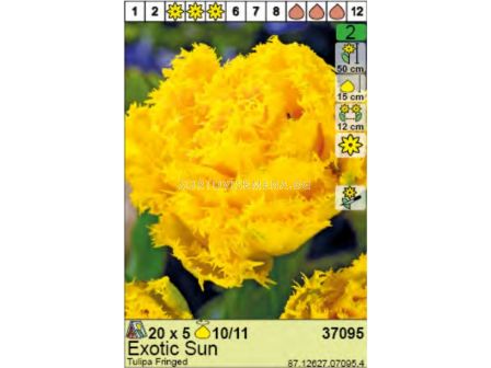 Лале Exotic Sun - Пакет: 1 оп. - 5 бр.