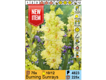Гладиол Burning Sunrays/ Gladiolus - 1 бр.