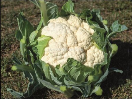 Семена карфиол Suntory F1 - 1000 бр.семена - 1