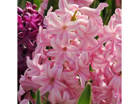 Зюмбюл/ ORIENTALIS HYACINTHUS Pink Surprise - 1 бр.