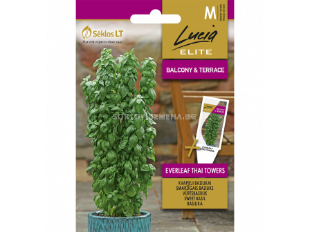 СК БОСИЛЕК ТАЙ SWEET BASIL EVERLEAF THAI TOWERS - 20 семена - sortovisemena.bg СК БОСИЛЕК ТАЙ SWEET BASIL EVERLEAF THAI TOWERS - 20 семена
