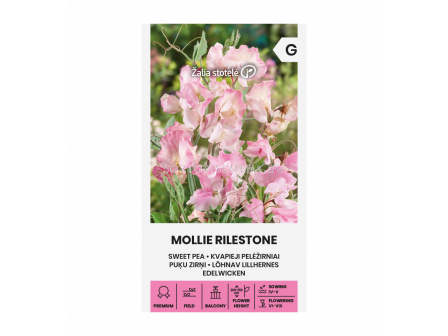 СЕМЕНА СЛАДЪК ГРАХ MOLLIE RILESTONE СК 