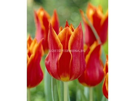 Лале /Tulip Synaeda Orange/ 11/12