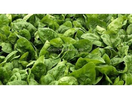 Семена спанак Ел Гига F1 - 100 000 сем