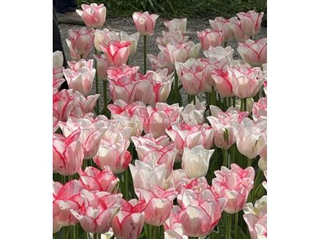 Лале/ Tulips triumph 'Beautytrend - 1 бр.