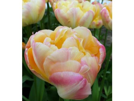 Лале /Tulip Creme Upstar/ Double 11/12
