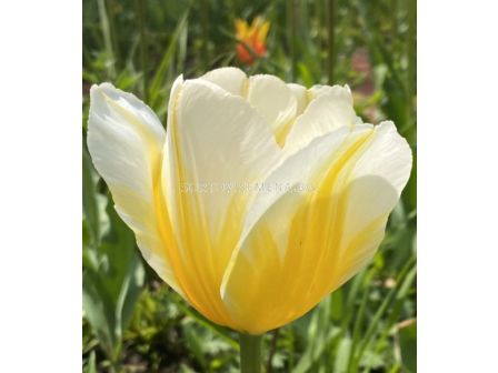 Лале/ Tulip triumph Lemon Chiffon - 1 бр.