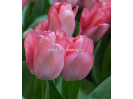 Лале/ Tulip Sweet Sixteen - 1 бр.