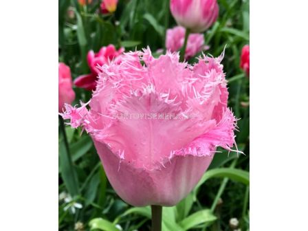 Лале Santander 1 бр