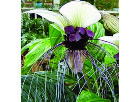 Орхидея на белия прилеп/ Tacca integrifolia/ 1 бр. коренище - 3