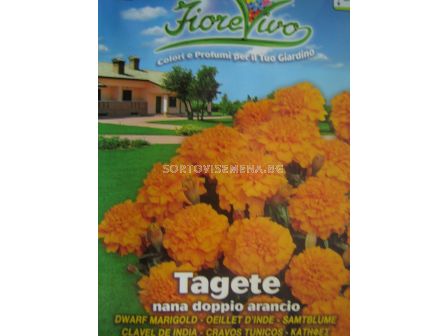 Семена Тагетес (нисък оранжев 25см)