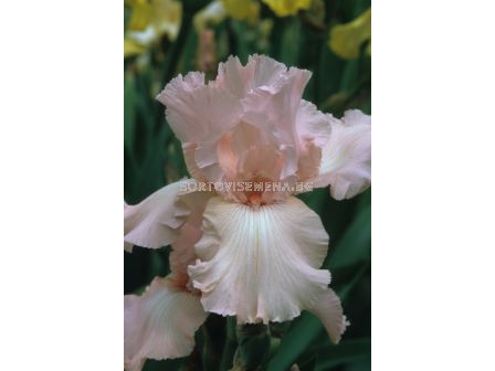 Ирис Germ. Pink Tafette