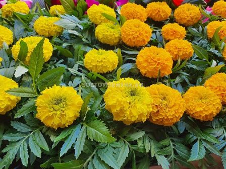 Тагетес различни цветове (разсад) - 1